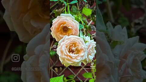 Goodbye August Hello September #flower #roses #rosegarden #gardening