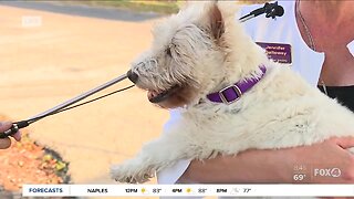 Shelter dogs available for adoption and fostering at Gulf Coast Humane Society
