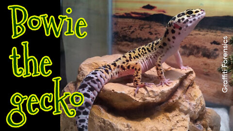 Bowie the Gecko