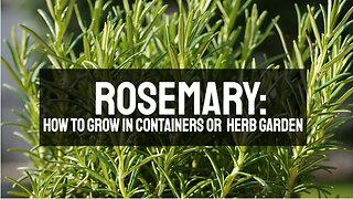 Rosemary: How to Grow and Maintain a Favorite Herb in a Container Garden or Herb Garden
