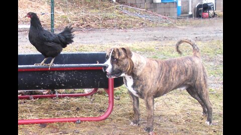 Young Alapaha Blue Blood Bulldog Herding, Working With The Chickens