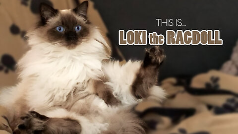 Meet My Ragdoll Cat Loki 🥰