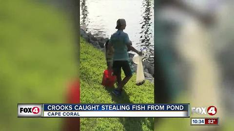 Three men climb gates to steal fish from pond