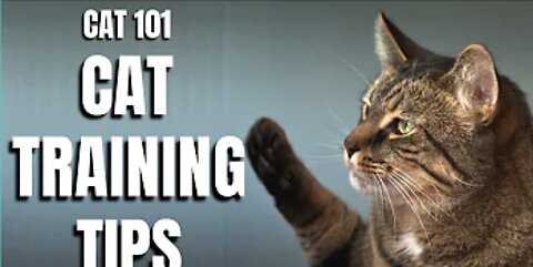 Cats 101 : Basic Cat Training Tips