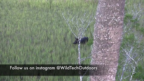 Bowhunting Hogs in the Florida Marsh