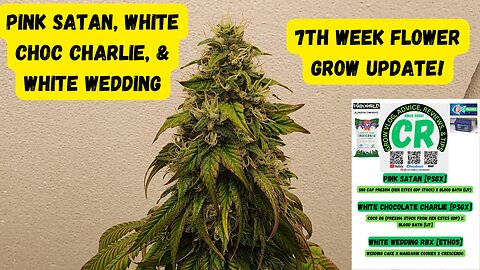 PSGX Pink Satan, White Choc Charlie, & Ethos White Wedding 7th Week Flower Medical Cannabis Update!