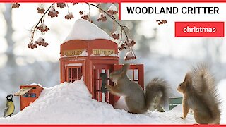 A top wildlife photographer has captured squirrels and birds getting in the Christmas spirit