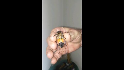 Australian Double Drummer Cicada. (Supposed to be the loudest insect on earth)