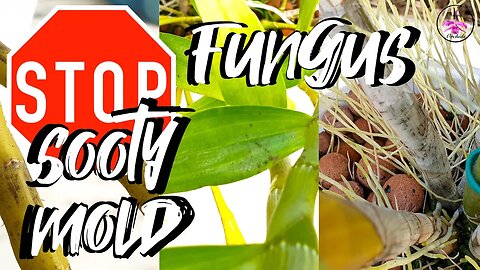 How to eradicate Sooty Mold Fungus Easy! Effective! | Why Sooty Mold Fungus happens #ninjaorchids