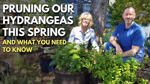 Pruning Our Hydrangeas This Spring & What You Need to Know | Pruning Hydrangeas ✂️🌿