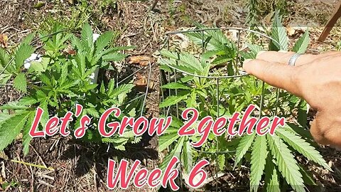 Let's Grow 2Gether - Week 6 (4 Weeks Left for Veg!)