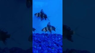 Baby High fin algae eaters (Chinese High Fin Banded Shark or Batfish) #shorts