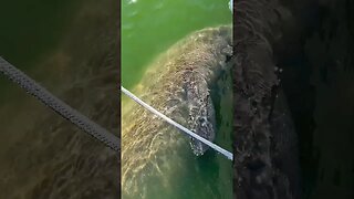 Manatee Chewing on the Boat #nature