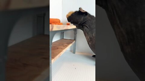 Skinny Pig Grabbing Food