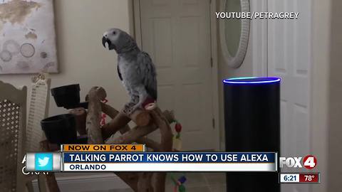Talking parrot knows how to use Alexa