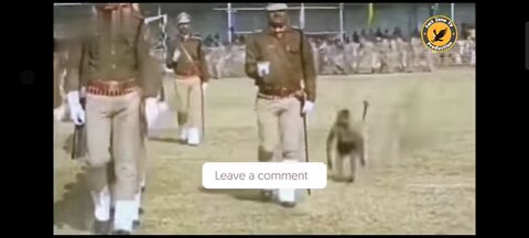 indian funny videos