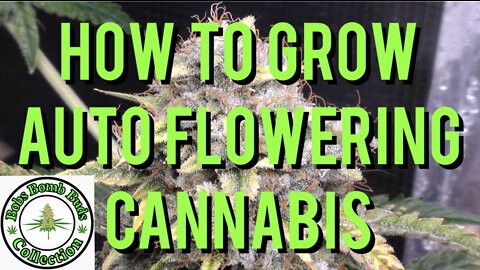 AUTO FLOWERS, How To Grow Auto Flowering Cannabis. Skywalker & Revolver Strains