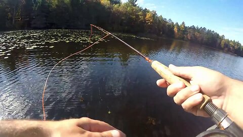 Fly fishing for Bluegill and Bass (Surprise Catch)