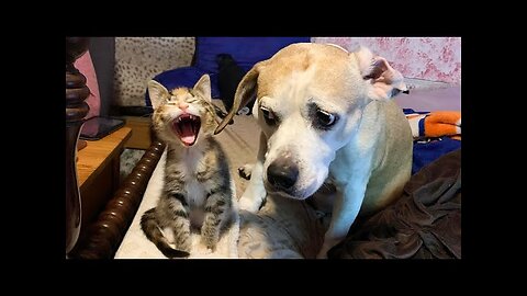 WORLD BEST FUNNIEST🤣 Dog vs men 🤣 funny video> Don't Try Laughing 🤣 clips