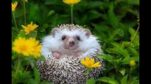 Cute Hedgehogs Video to make your day!