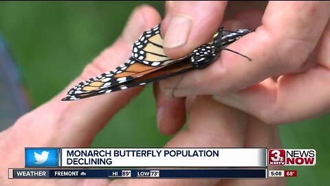 Declining butterfly population
