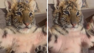 Baby tiger adorably smiles while playing peek-a-boo