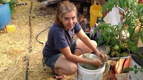 The green house before life happened and after, Dutch Bucket, NFT, Hydroponic, aquaponic, Fish