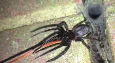 Hundreds of poisonous spiders invade house in England