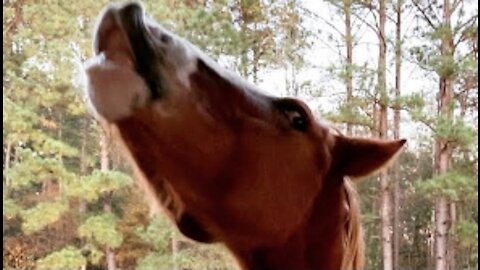 Horses Eat a Lemon Reaction