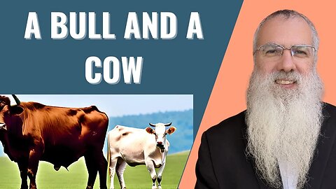 Mishna Shekalim Chapter 4 Mishnah 7. A bull and a cow