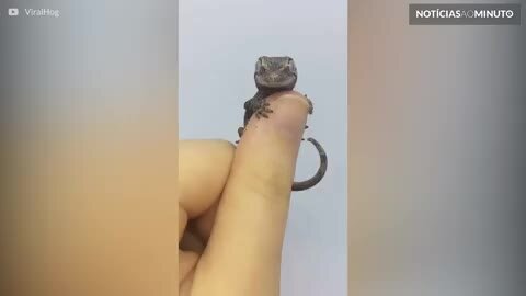 Lagarto gecko descansa na mão de dono