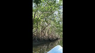 Bunche Beach Kayak pt. 3