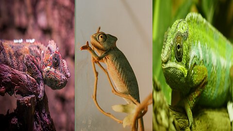 Amazing animal of chameleon changing colour#wildlife#nature.