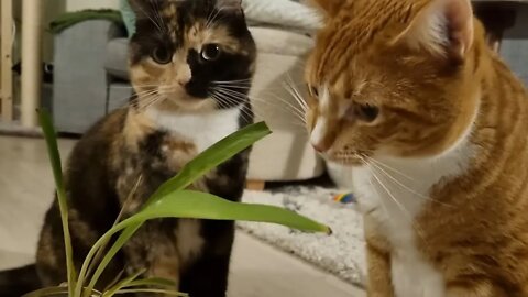 Cats vs spider plant