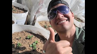 Growing Potatoes for Beginners - PT.2 - Spring 2021
