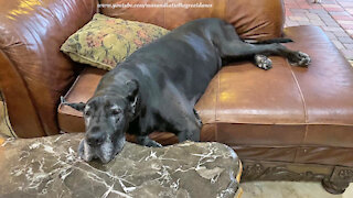 Sleepy Great Dane Has An Odd Way Of Relaxing