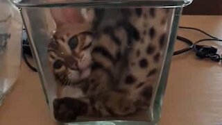 Contortionist cat plays in vase