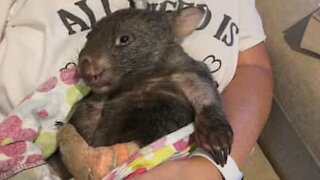 Wombat makes full recovery after fox-attack