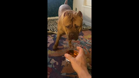 Massive Pit Bull wants some whiskey 🦁🥃😂
