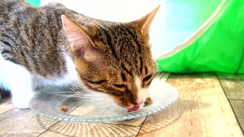 Little Cat Eats His Food