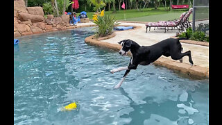 Happy Great Dane Pup Practices Diving With Her Piggy Friend