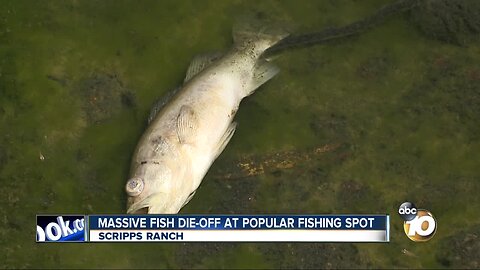Massive fish die-off at popular fishing spot