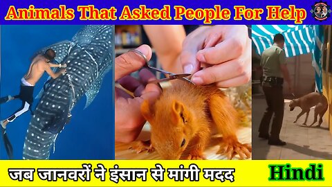 Animals That Asked People For Help | जानवरों ने लोगों से मांगी मदद #1