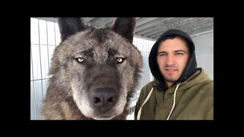 Самый большой волк на планете, The biggest wolf on the planet, Канадский волк, волк, крупный волк