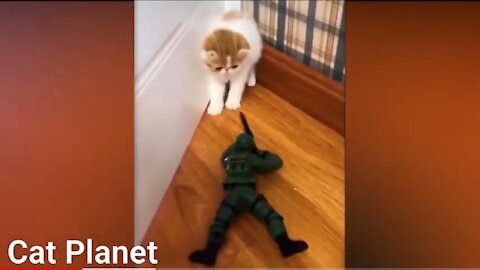 Funny Cats Vídeo Compilation 2021