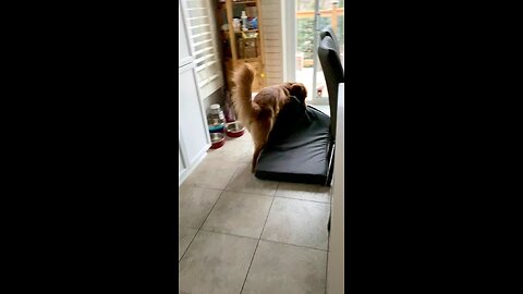 Golden Retriever is trying to take his ben outside!