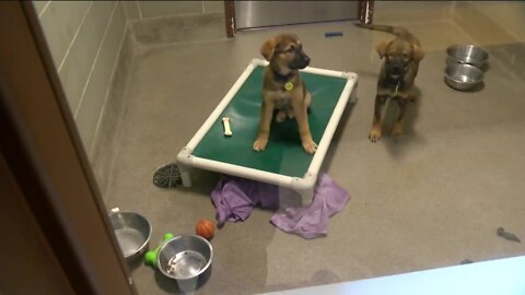Wisconsin Humane Society staffing shortages: Ozaukee County facility at 'breaking point'