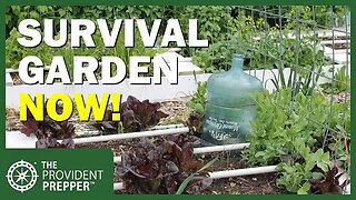 Time to Plant Your Survival Garden! Anyone Want Free Seeds?