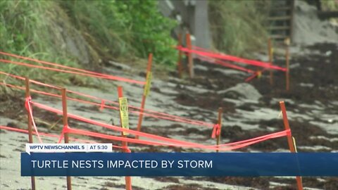 Roughly 150 sea turtle nests in Boca Raton lost during Tropical Storm Isaias
