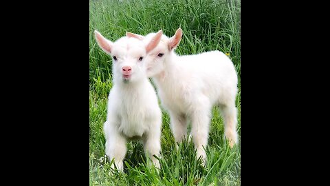 GoatsofInstagram #GoatLife #GoatLove #FarmLife #GoatYoga #CaprineCuteness #GoatFriends #GoatMilk